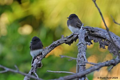 Black Phoebe fledglings, second brood