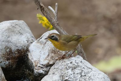 Surprised when male Common Yellowthroat (warbler) stayed for several months
