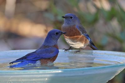 Small flock Western Bluebirds visited water bath for several months