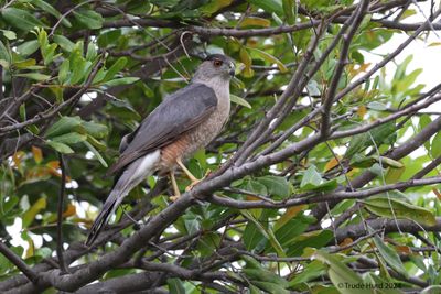 When Cooper's Hawk visits yard, everything disappears for awhile