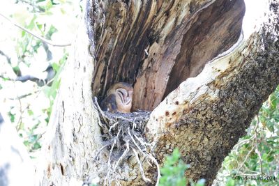 Barn Owl nestling in sycamore cavity Irvine Park