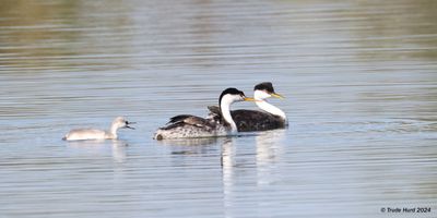 Grebes with begging chick at SJWS