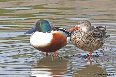 Shoveler pair at SJWS