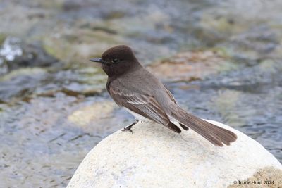 Black Phoebe at Caspers Wilderness Park