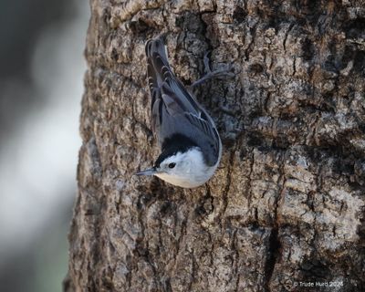 White-breasted Nuthatch at O'Neill Wilderness Park