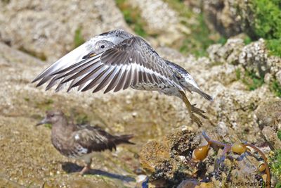 Surbird flying and Black Turnstone at Crystal Cove