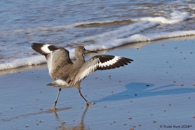 Willet showing its landing gear at Crystal Cove