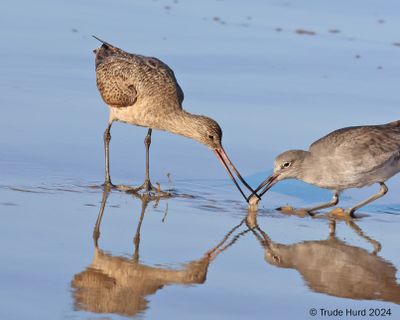 Marbled Godwit and Willet fight over sand crab (Emerita) at Crystal Cove; Willet took it away