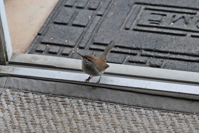 Bewick's Wren In our house when I don't bring live mealworms fast enough