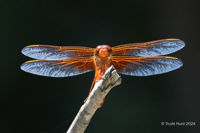 Neon Skimmer dragonfly in yard