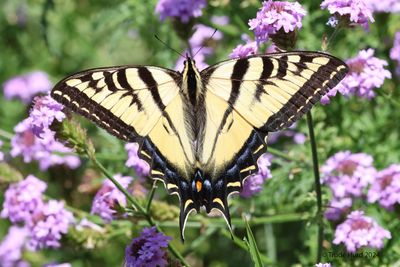 Western Tiger Swallowtail on lilac verbena in yard