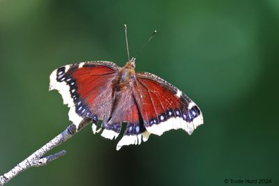 Mourning Cloak butterfly in yard (notice tattered hind wing)