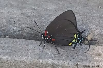 Life butterfly: Great Purple Hairstreak on porch of my office at SJWS!