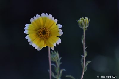 CA wildflower Tidy Tips in yard