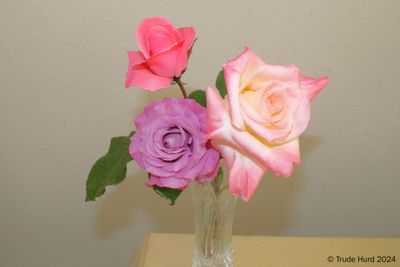 Three different color rosebushes in yard