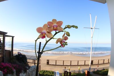 Orchid for Mom while vacationing in newer cottage at Crystal Cove (Hawaiian Bungalow)