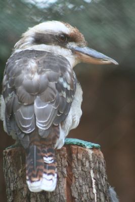 Kookabura tail molt 
