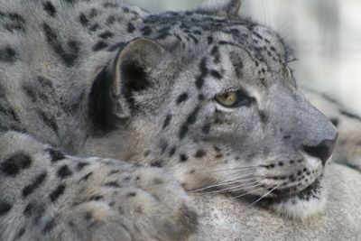 Snow Leopard - keeping cub under control is exhausting work