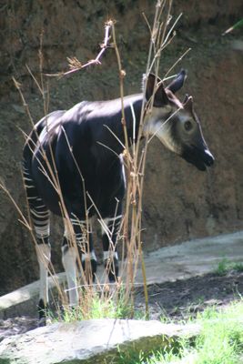 Okapi  