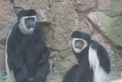 Black and White Colobus monkeys 