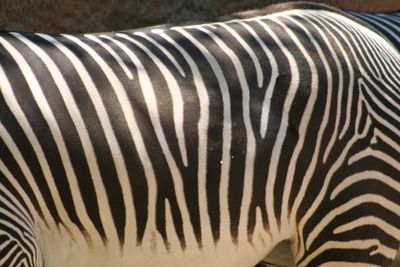 Zebra stripes 