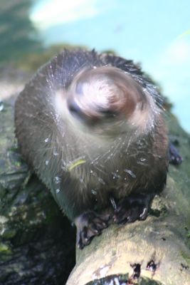 Otter head shake 