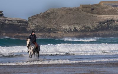 Horse in the surf.
