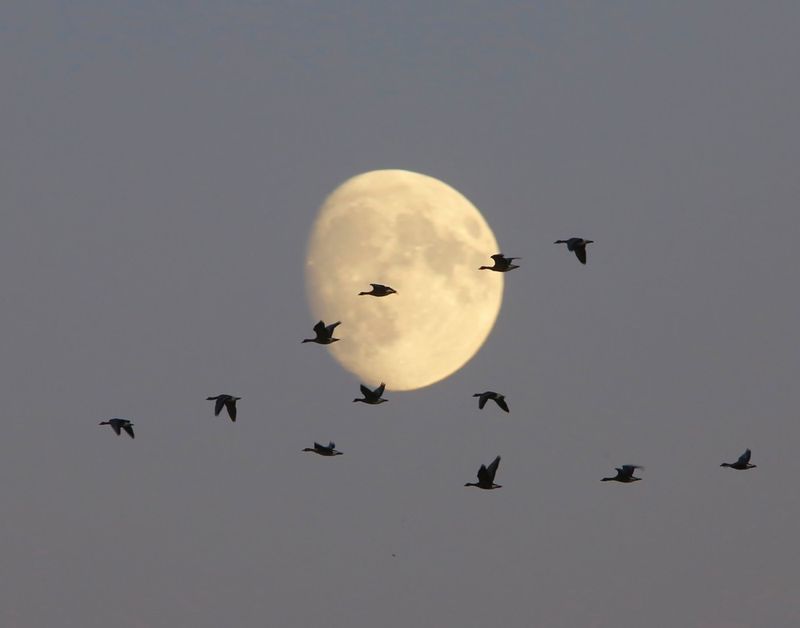 Grauwe Ganzen - Greylag Geese