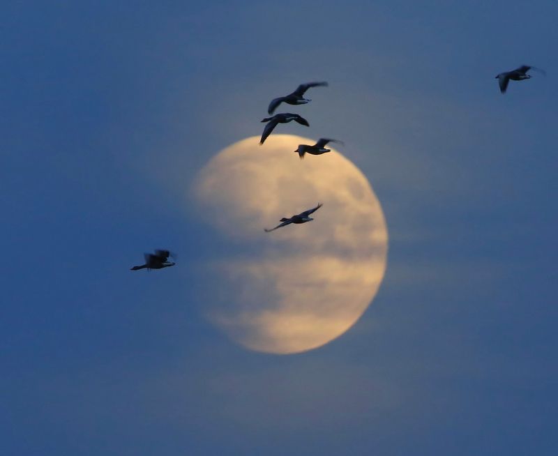 Grauwe Ganzen - Greylag Geese