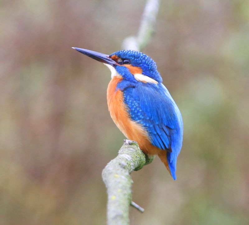 IJsvogel - Common Kingfisher