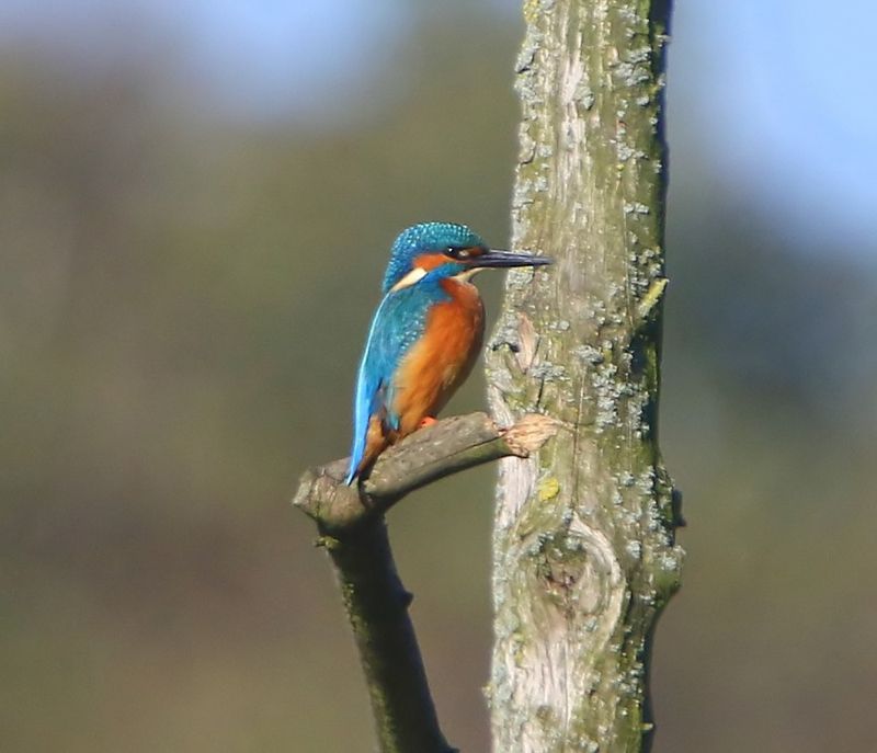 IJsvogel - Common Kingfisher
