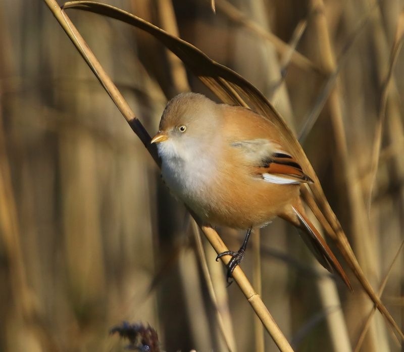 Baardman - Bearded Reedling