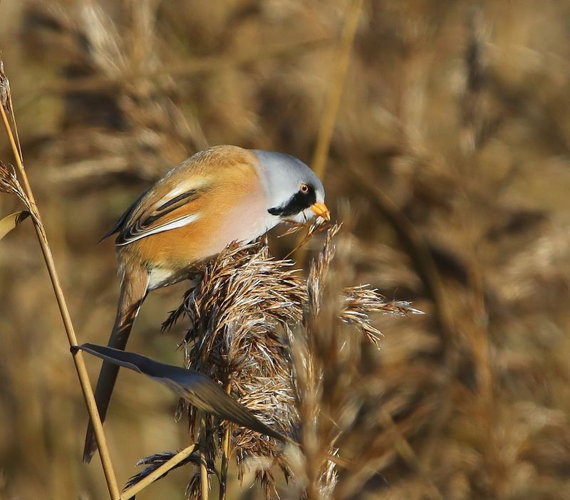 Baardman - Bearded Reedling