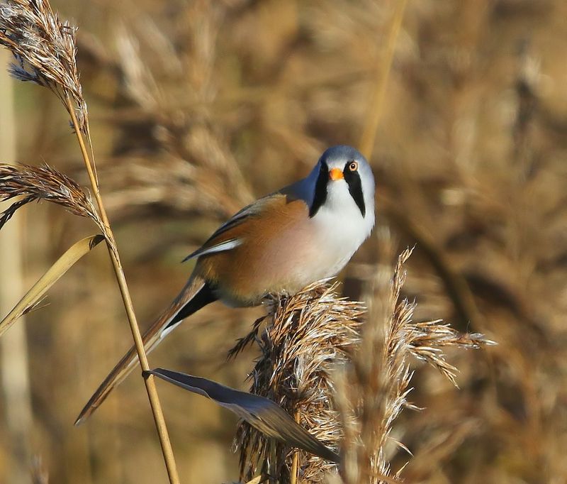 Baardman - Bearded Reedling