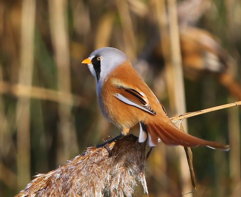 Baardman - Bearded Reedling