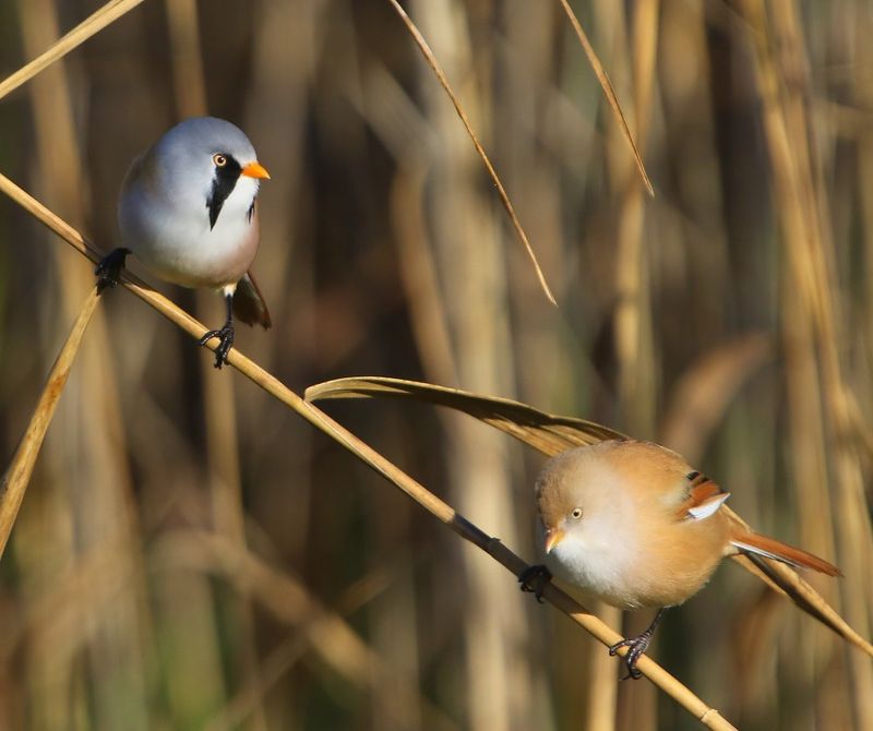 Baardmannetjes - Bearded Reedlings