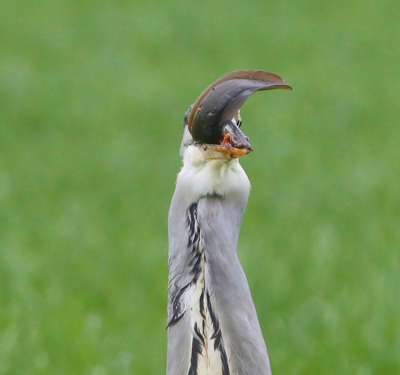 Blauwe Reiger - Grey Heron