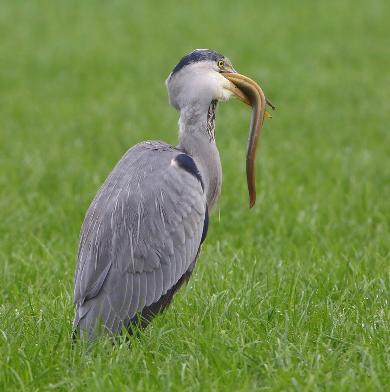 Blauwe Reiger - Grey Heron