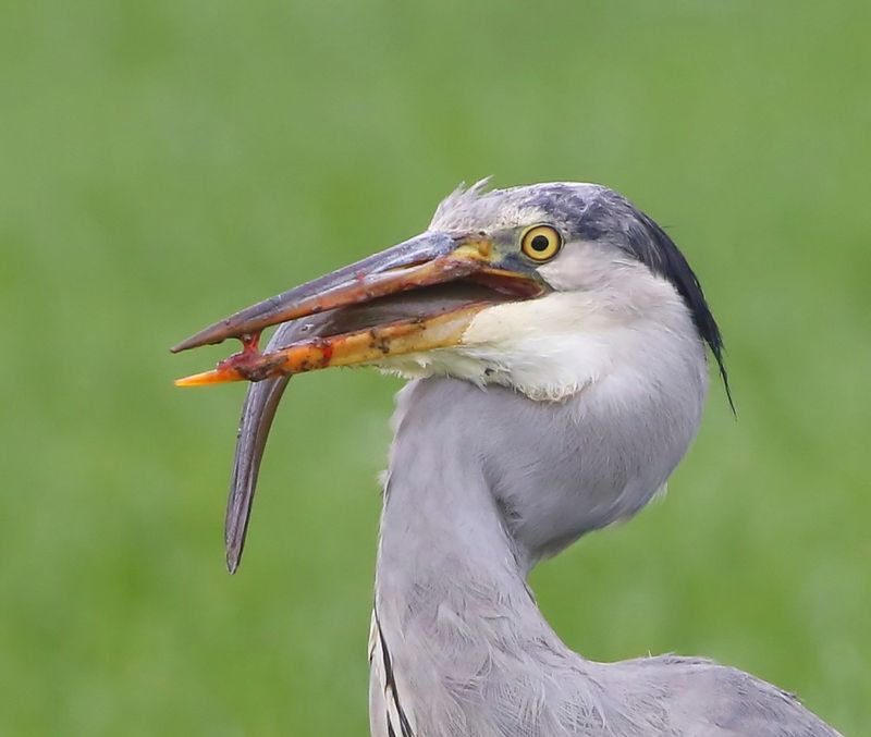 Blauwe Reiger - Grey Heron