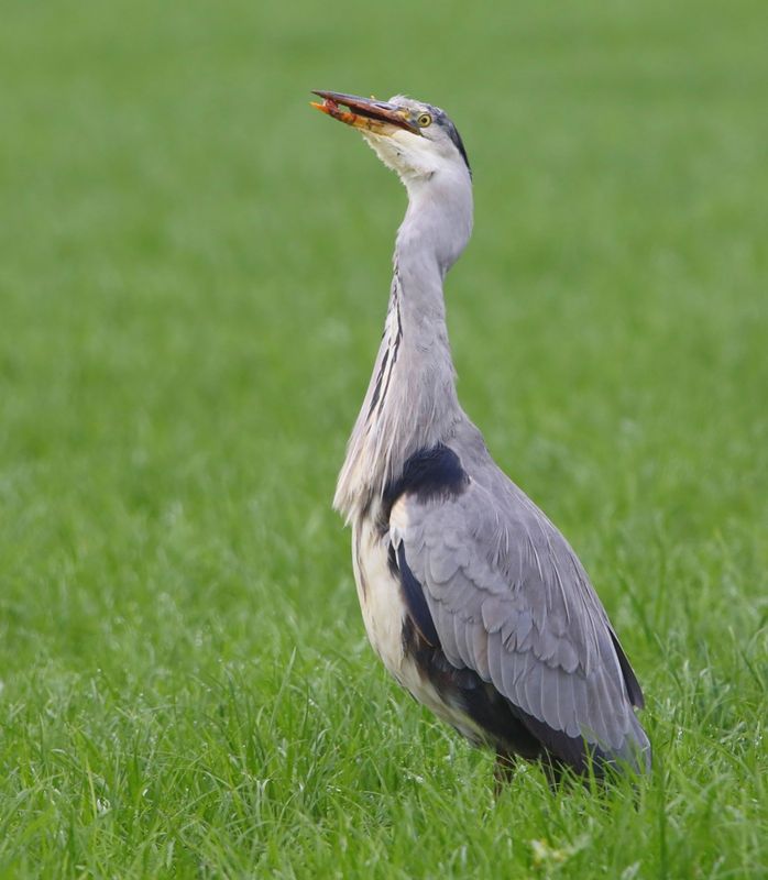 Blauwe Reiger - Grey Heron