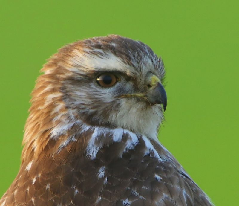 Buizerd - Common Buzzard