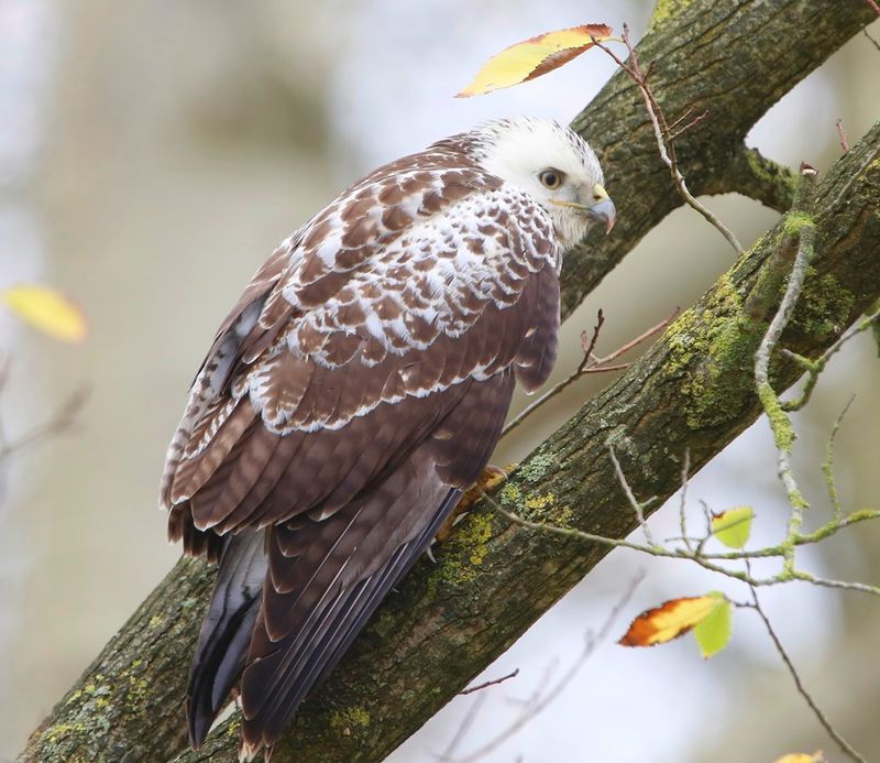 Buizerd - Common Buzzard