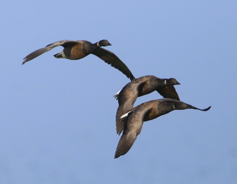 Rotganzen - Dark-bellied Brent Geese