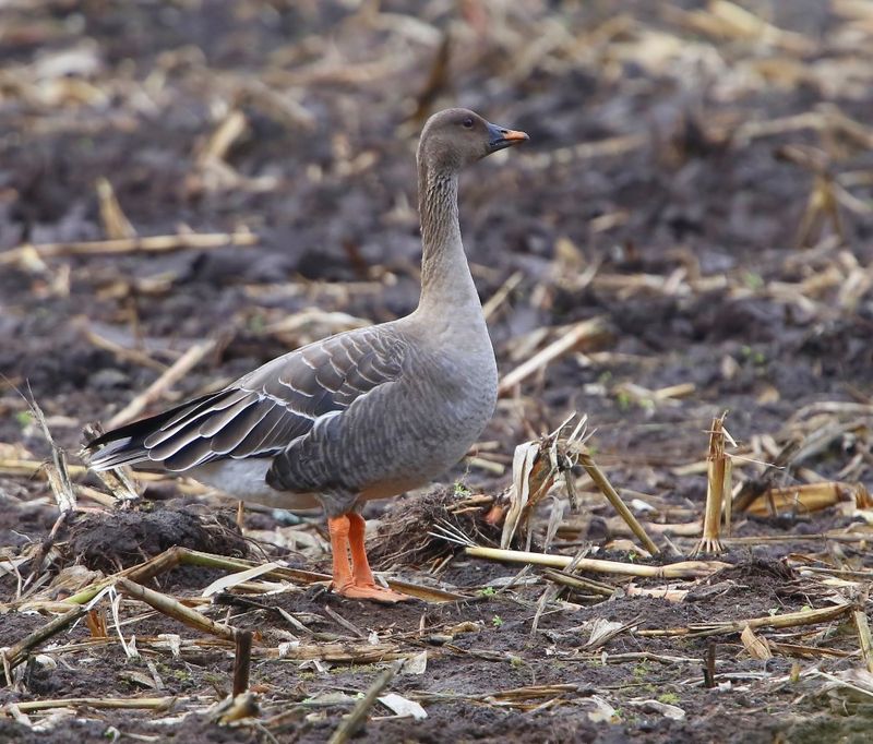 Toendrarietgans - Tundra Bean Goose