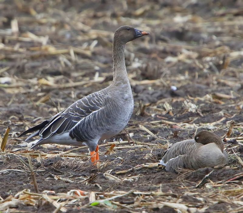 Toendrarietgans - Tundra Bean Goose