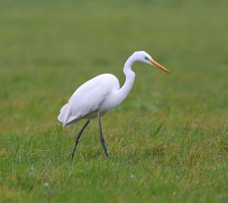 Grote Zilverreiger - Great Egret