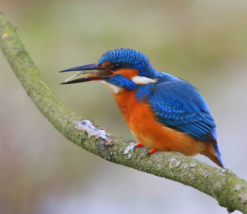 IJsvogel - Common Kingfisher