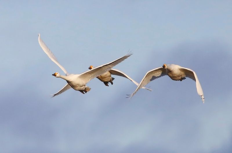 Kleine Zwanen - Bewicks Swans