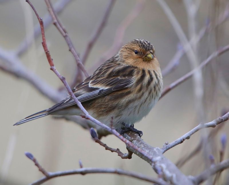 Frater - Twite