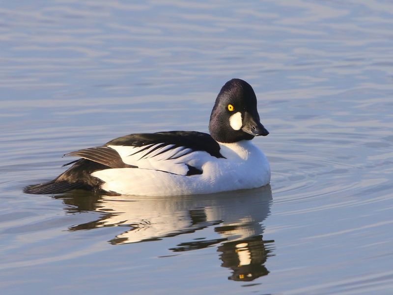 Brilduiker - Common Goldeneye